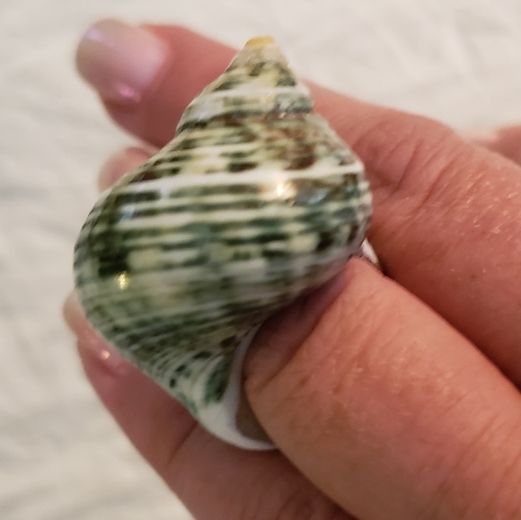 Real shell ring - Picture 3 of 3